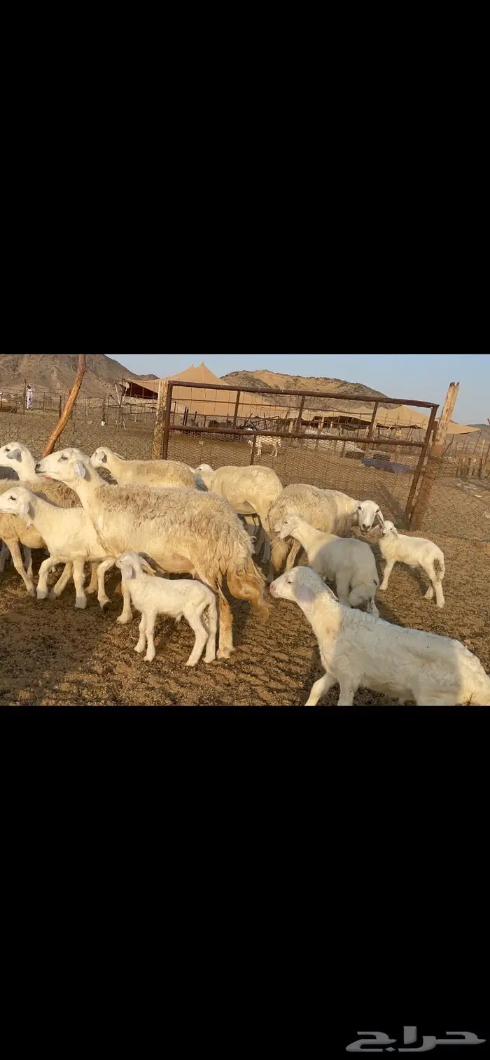غنم حرية متابيع حرش 45 تحتها 45 بلفحل 4