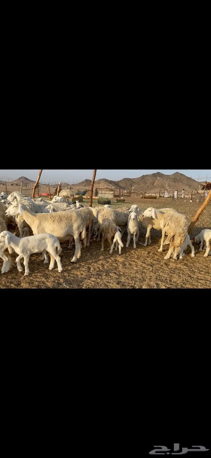 غنم حرية متابيع حرش 45 تحتها 45 بلفحل 5