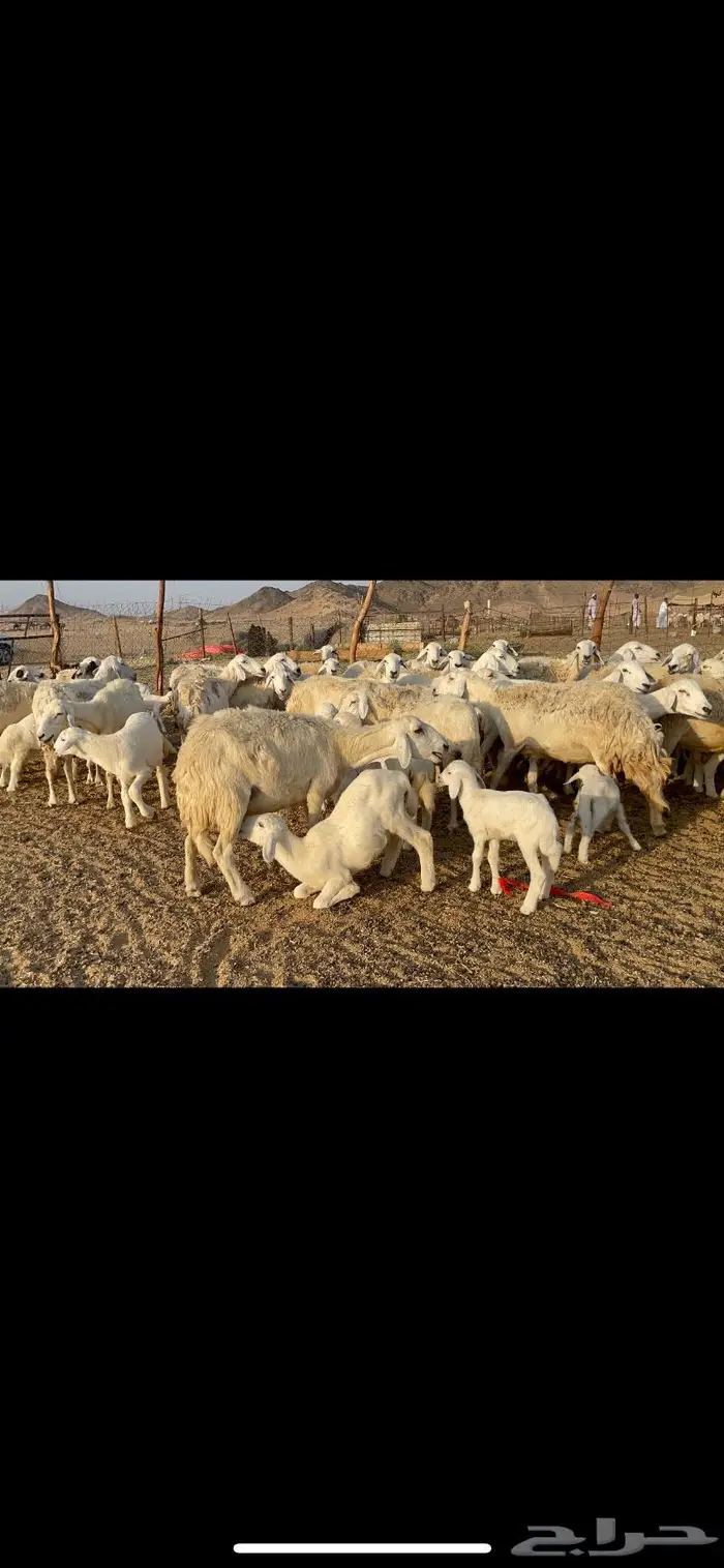 غنم حرية متابيع حرش 45 تحتها 45 بلفحل 7