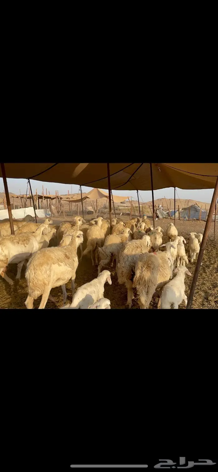 غنم حرية متابيع حرش 45 تحتها 45 بلفحل 6