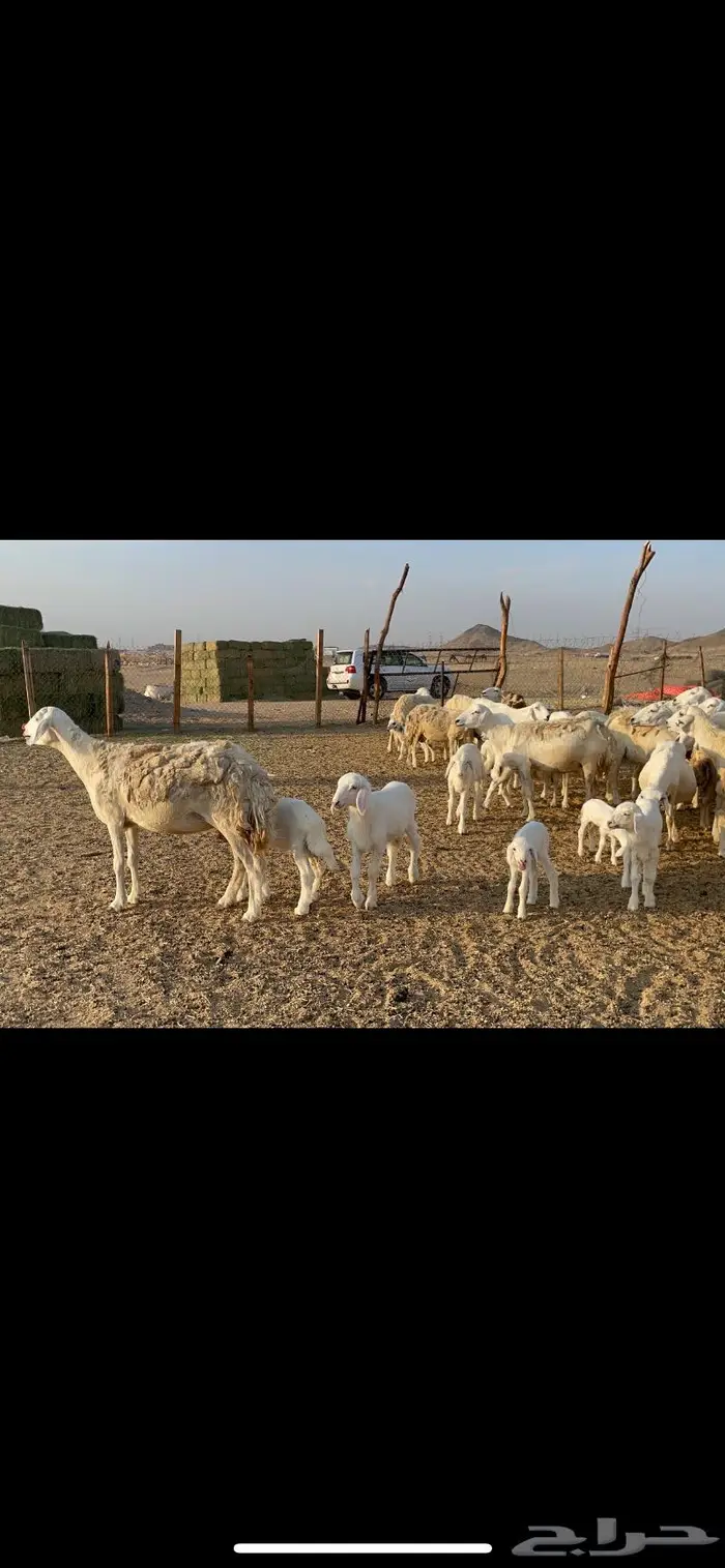 غنم حرية متابيع حرش 45 تحتها 45 بلفحل 9