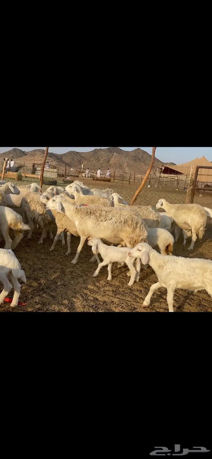 غنم حرية متابيع حرش 45 تحتها 45 بلفحل 12