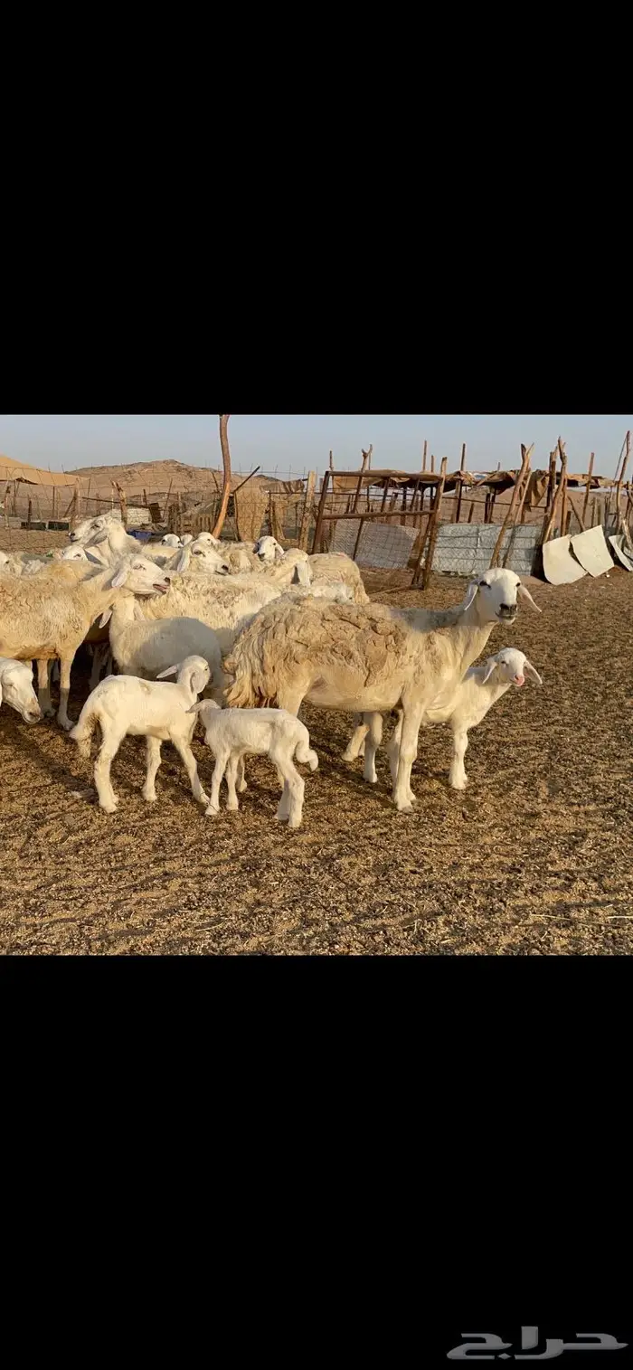 غنم حرية متابيع حرش 45 تحتها 45 بلفحل 13