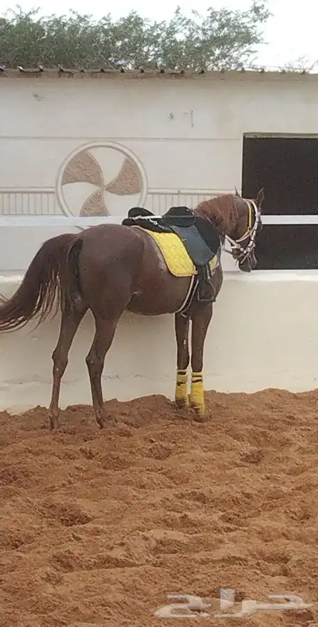 تدريب و تعليم اساسيات ركوب الخيل ومايخص الخيل 9