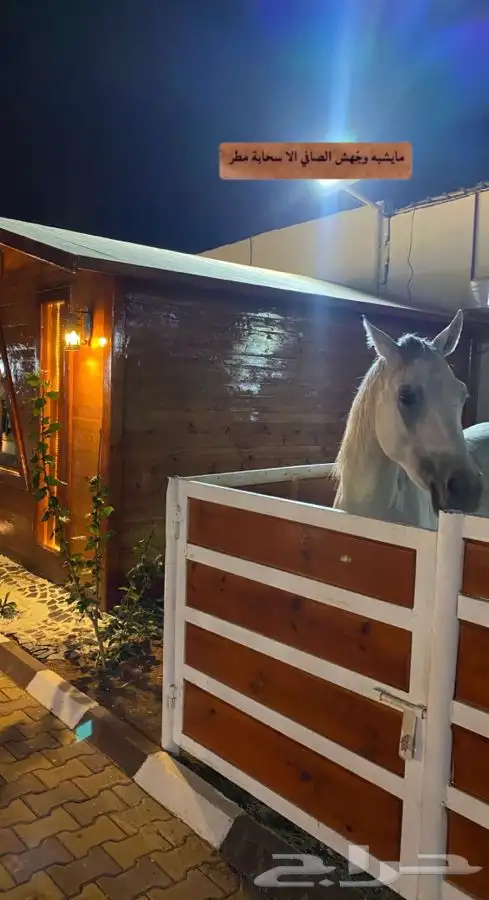 تدريب و تعليم اساسيات ركوب الخيل ومايخص الخيل 8