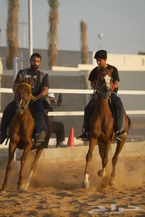 تعليم ركوب الخيل من 10سنوات 0