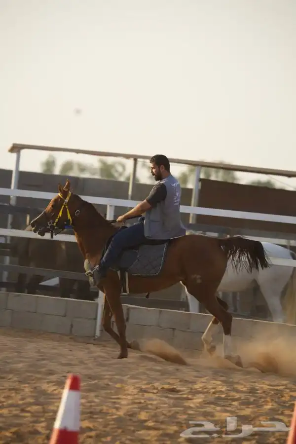 تعليم ركوب الخيل من 10سنوات 2