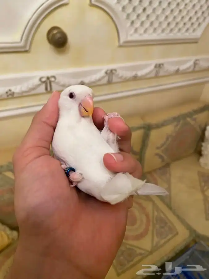 روز اليف نشبه 0