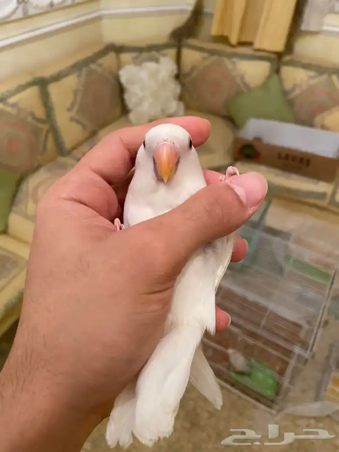 روز اليف نشبه 3