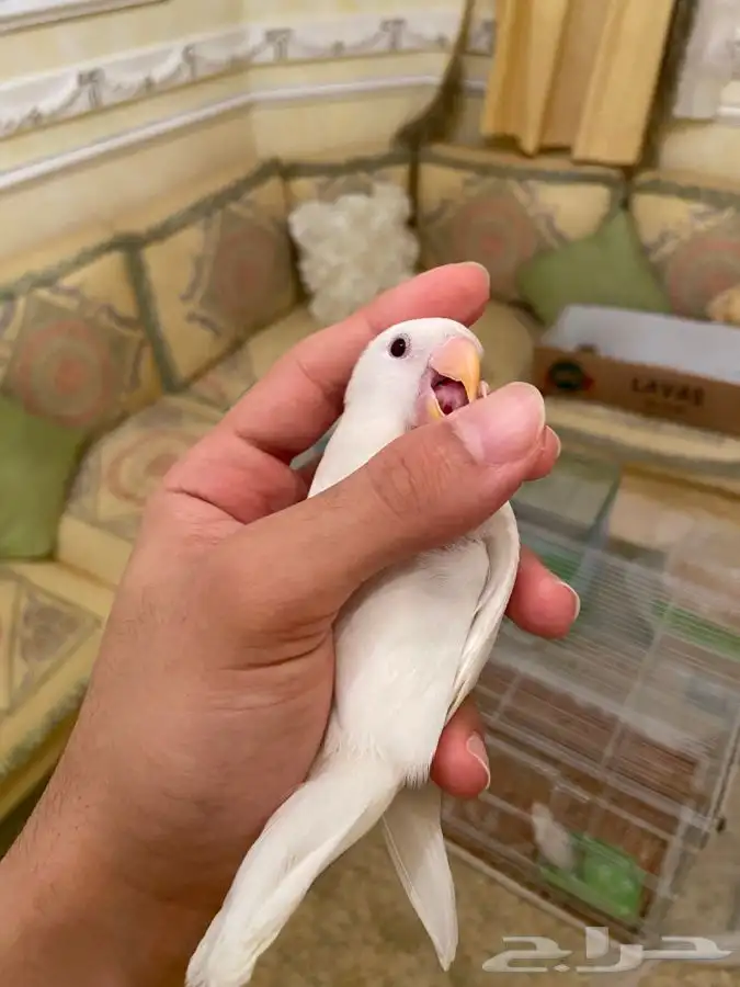 روز اليف نشبه 2