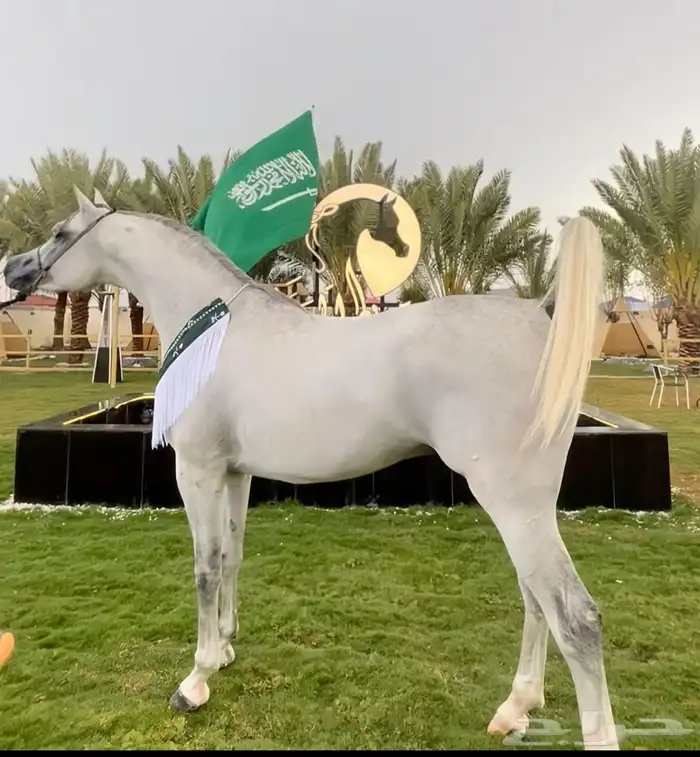 تدريب و تعليم اساسيات ركوب الخيل ومايخص الخيل 3