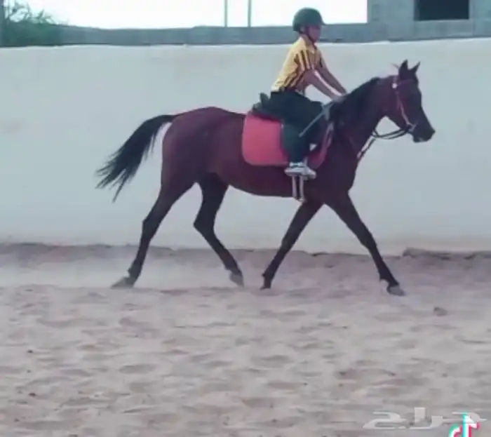 تدريب و تعليم اساسيات ركوب الخيل ومايخص الخيل 0
