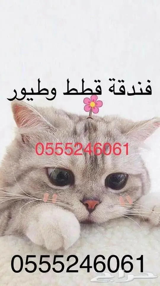 فندقة قطط وطيور - وقت سفرك 1