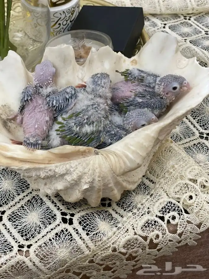 فروخ كنيور انناس (( تم البيع )) 1