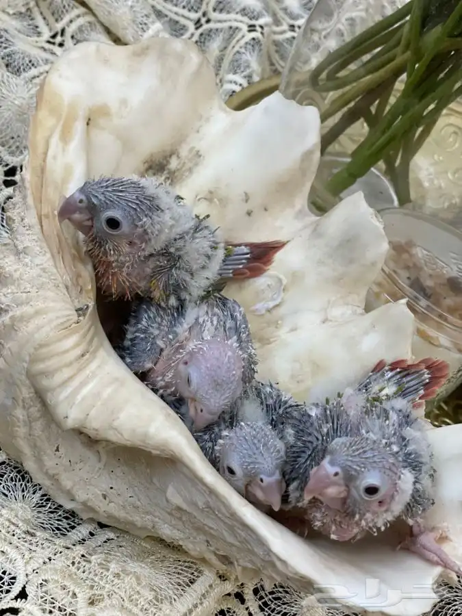 فروخ كنيور انناس (( تم البيع )) 3