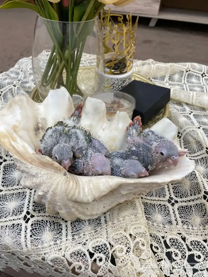 فروخ كنيور انناس (( تم البيع )) 0