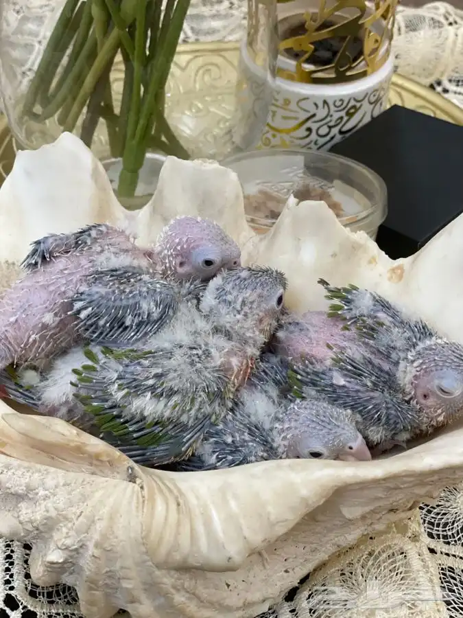 فروخ كنيور انناس (( تم البيع )) 4