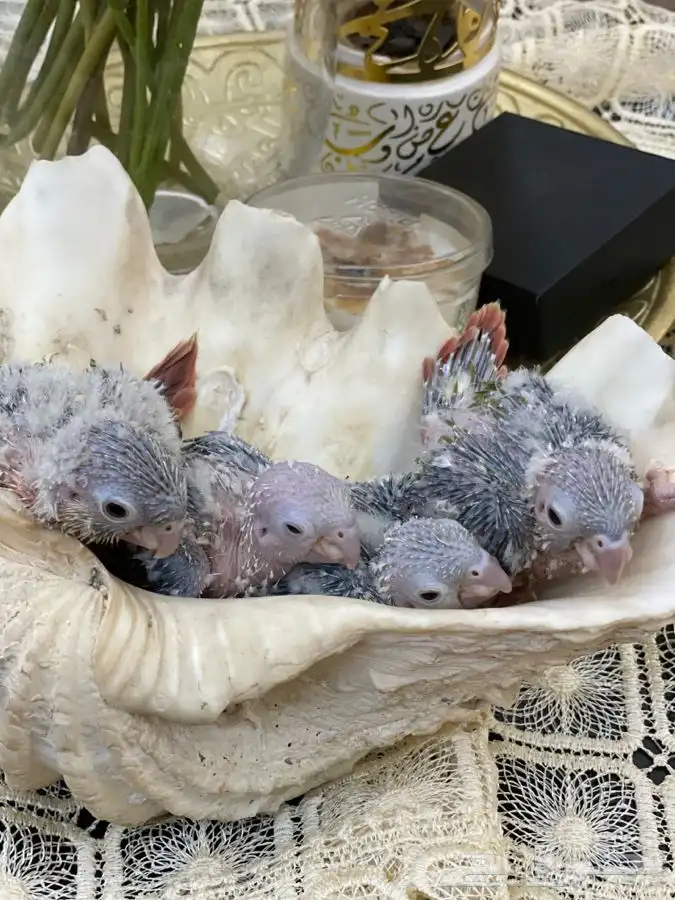 فروخ كنيور انناس (( تم البيع )) 2