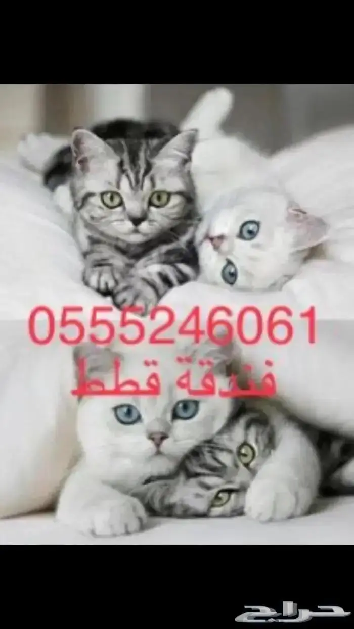 فندقة قطط وطيور - وقت سفرك 2