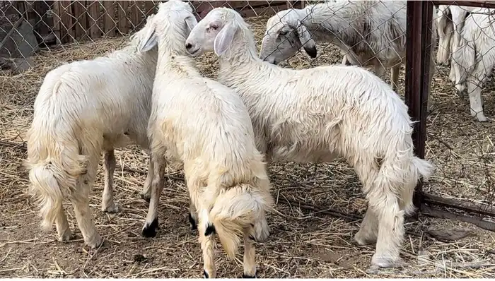 خرفان بلديه صفر نجران وتيوس بلديه دغس 10