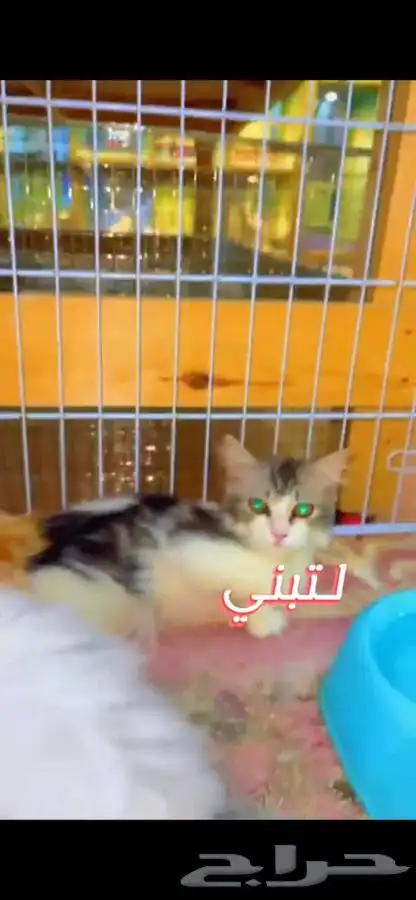 قطط لتبني 9