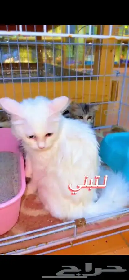 قطط لتبني 10