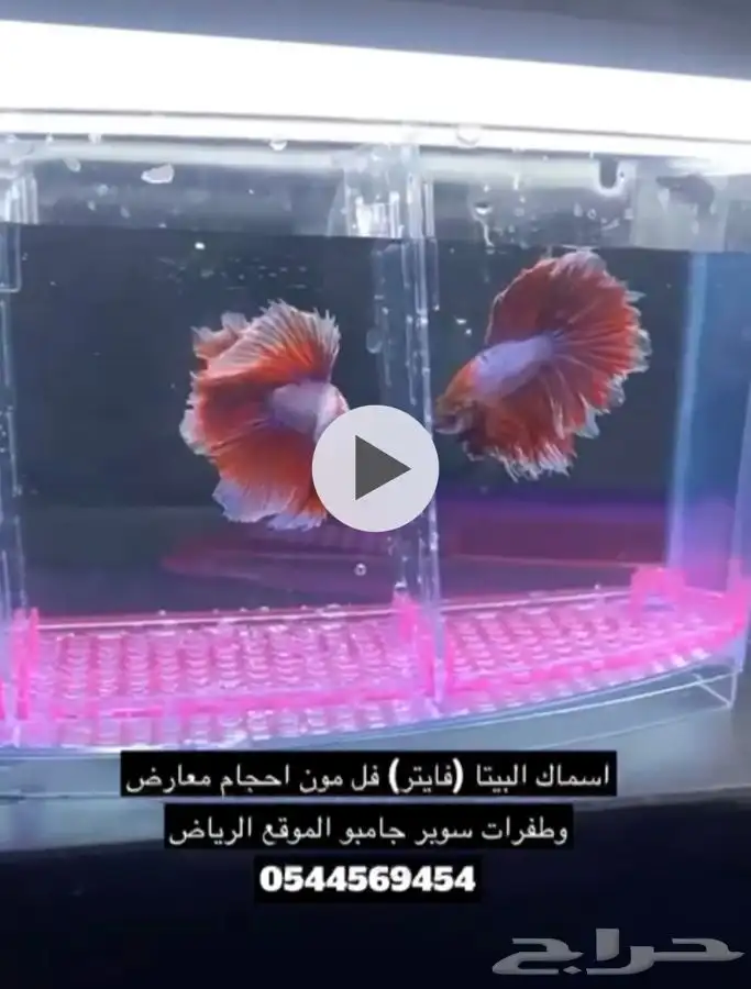 فايتر فواخر وتصنيفات عدد محدود تم البيع 1