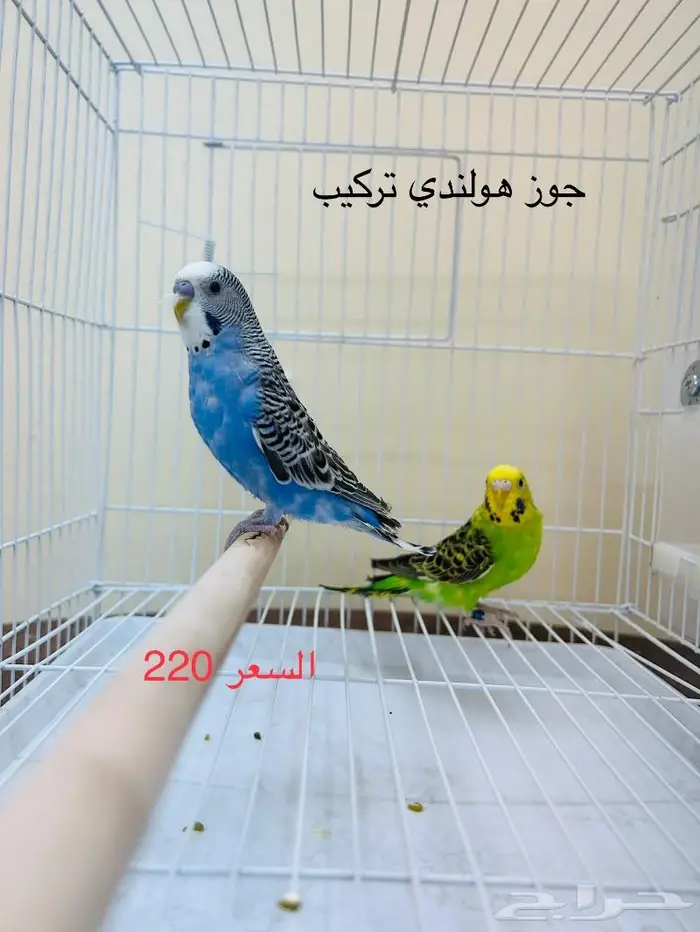 طيور حب طيور زينة انتاج محميتي 0