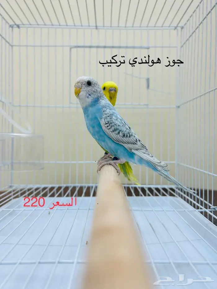 طيور حب طيور زينة انتاج محميتي 1