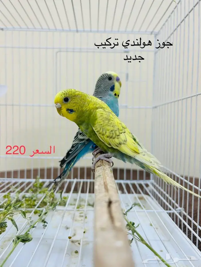 طيور حب طيور زينة انتاج محميتي 3