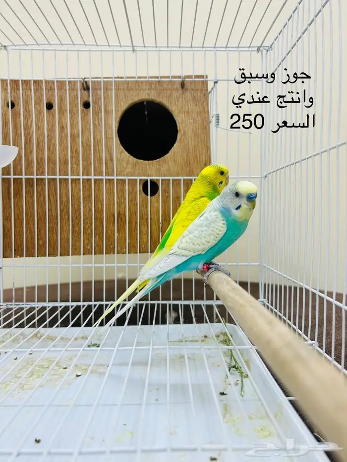 طيور حب طيور زينة انتاج محميتي 4
