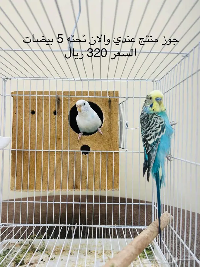 طيور حب طيور زينة انتاج محميتي 5