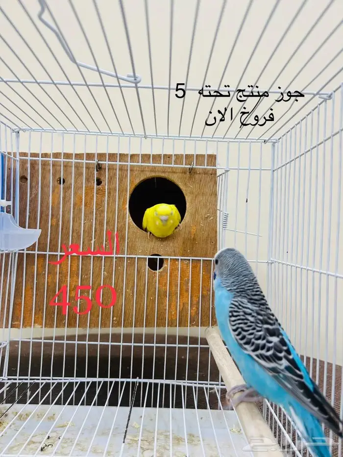 طيور حب طيور زينة انتاج محميتي 6