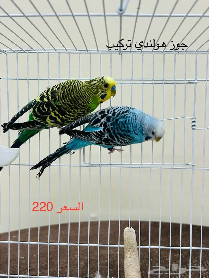 طيور حب طيور زينة انتاج محميتي 7