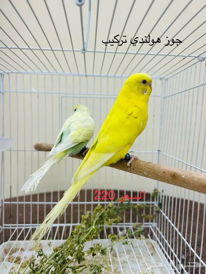 طيور حب طيور زينة انتاج محميتي 8