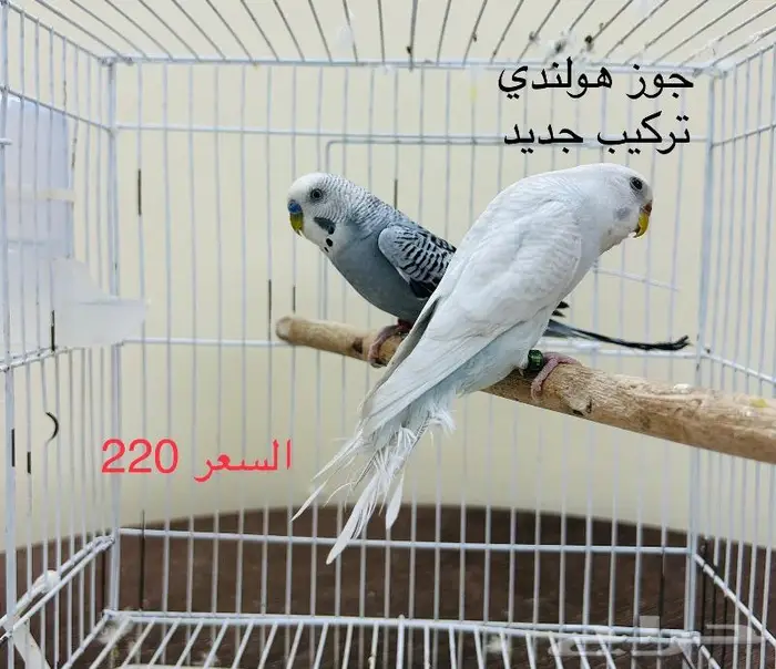 طيور حب طيور زينة انتاج محميتي 2