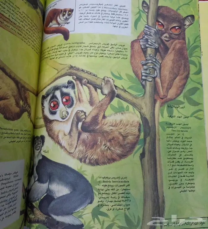 موسوعة المعرفة 8