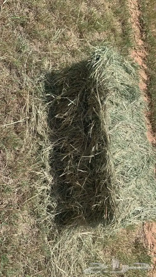 علف بلوبنك 1