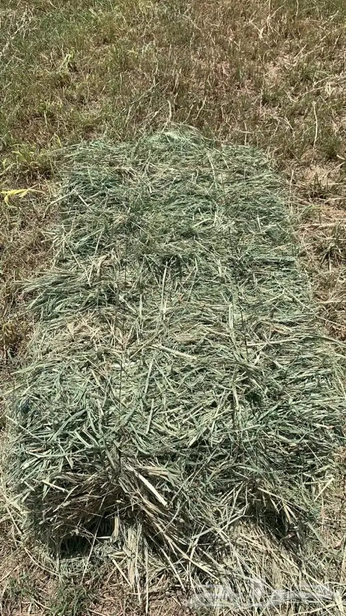 علف بلوبنك 0