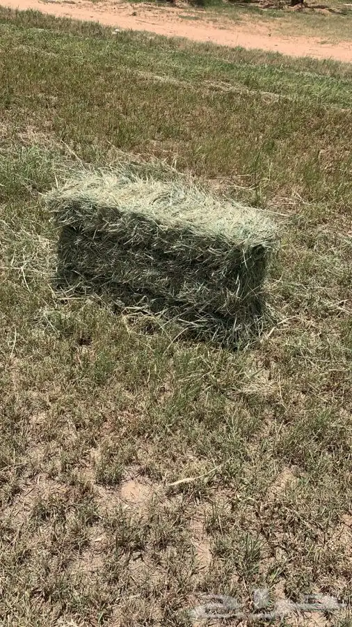 علف بلوبنك 2