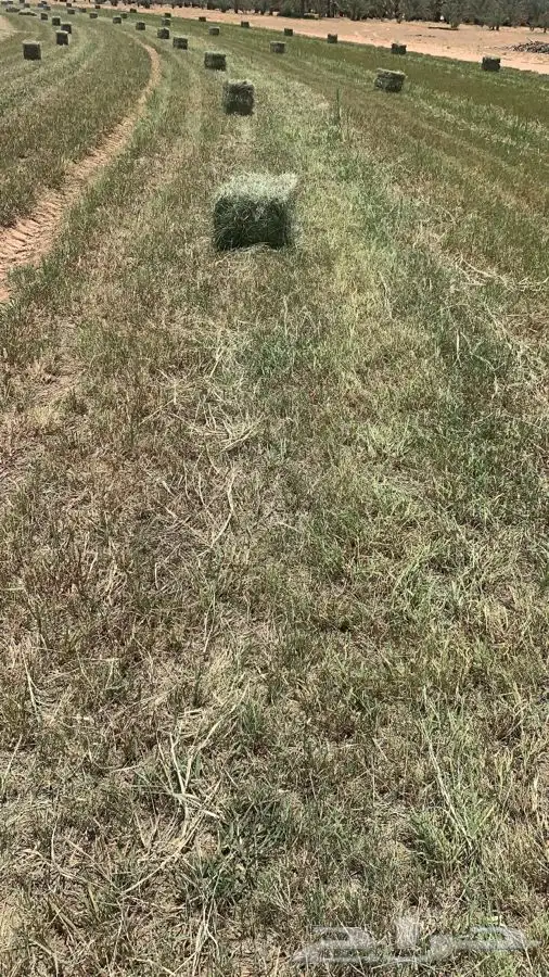 علف بلوبنك 3