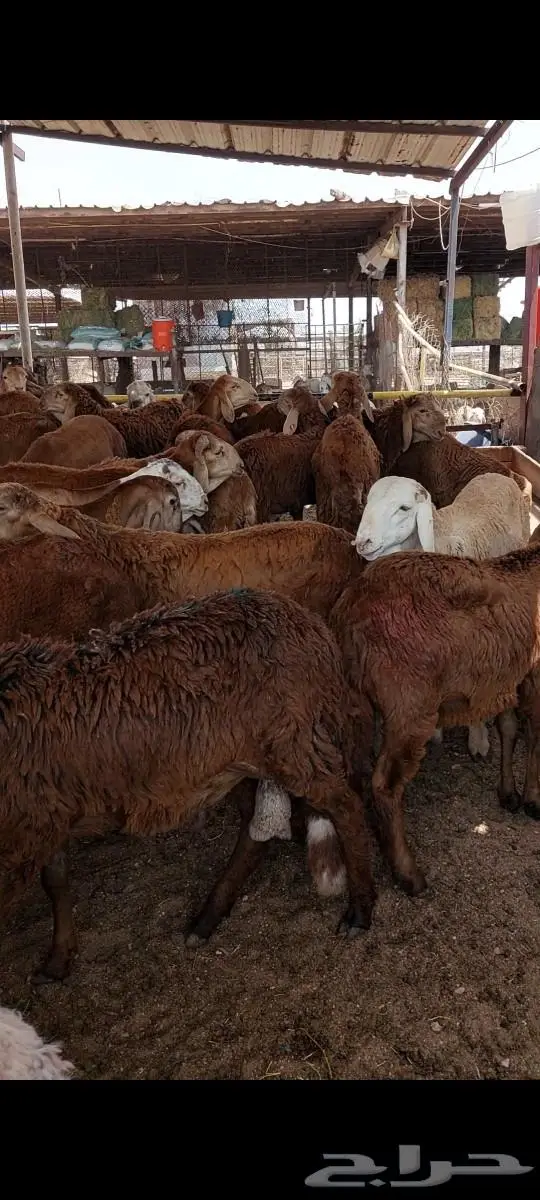 ذبايح ثلاجة وطبخ مع التوصيل إلى باب البيت 0