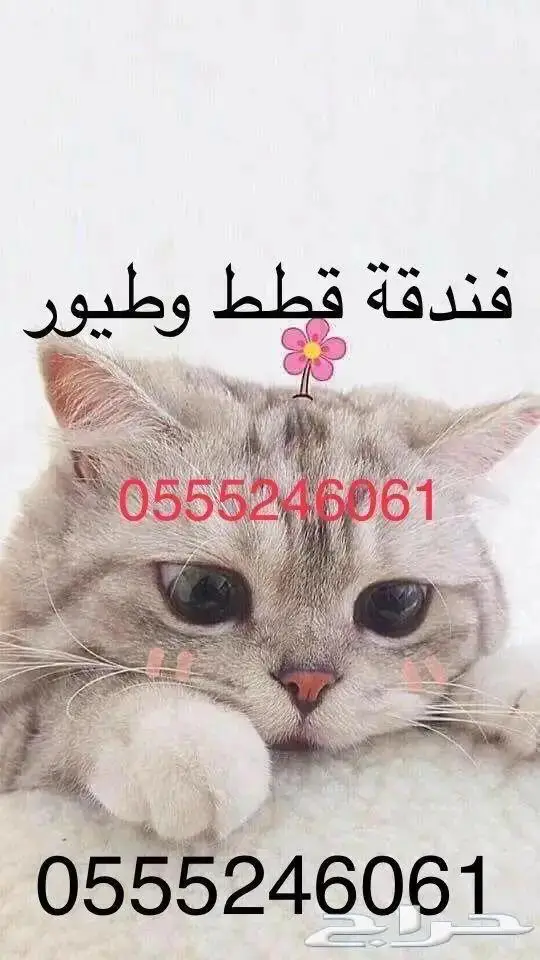 فندقة منزليه قطط وطيور - مدينة الرياض 0