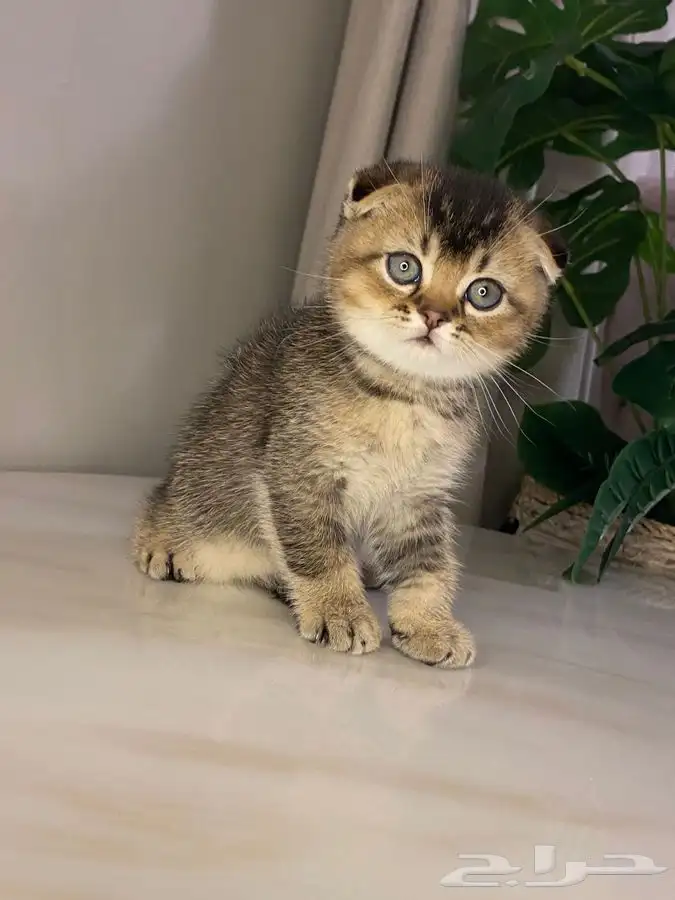 سكوتش فولد بيور 1