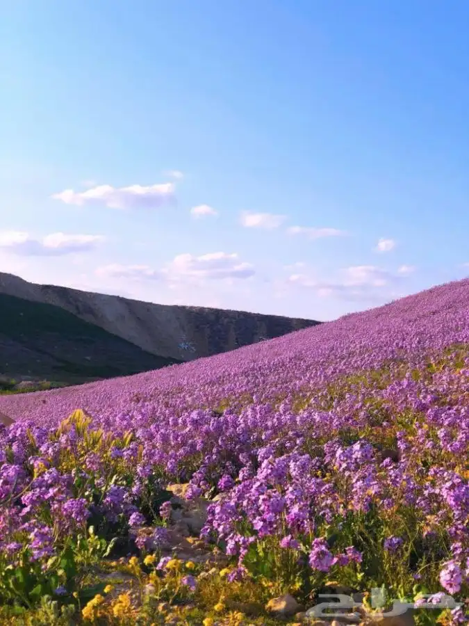 بذور خزامى البريه للبيع 1
