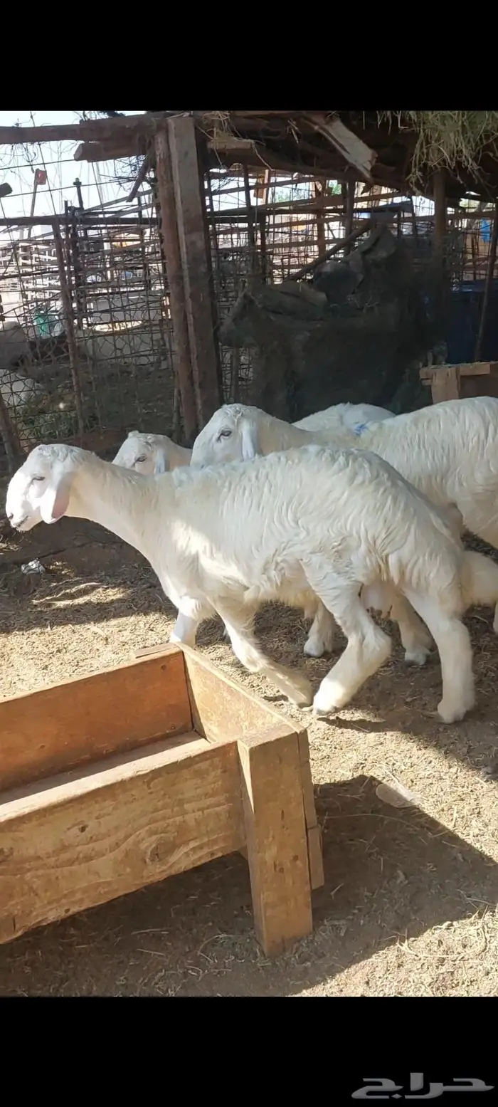 ذبايح ثلاجة وطبخ مع التوصيل إلى باب البيت 16