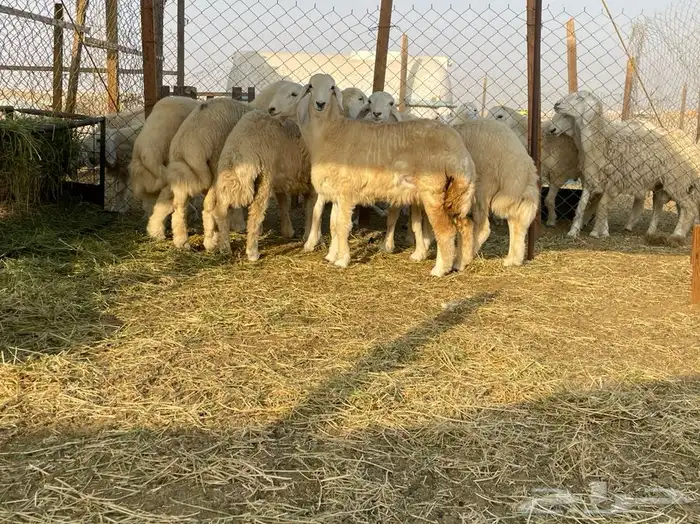 ذبايح حريه نظيفه من كل شي فل شحم تبيض الوجه 7