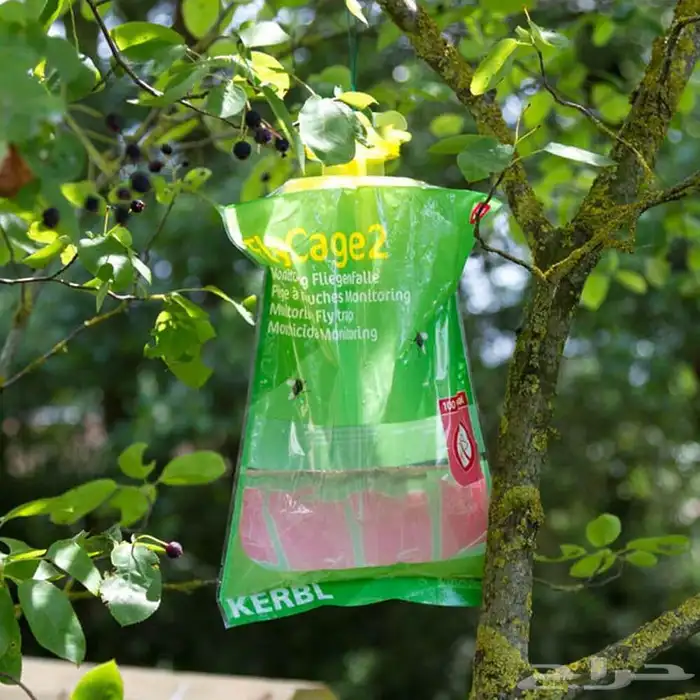 مصيدة ذباب- نفذت 2