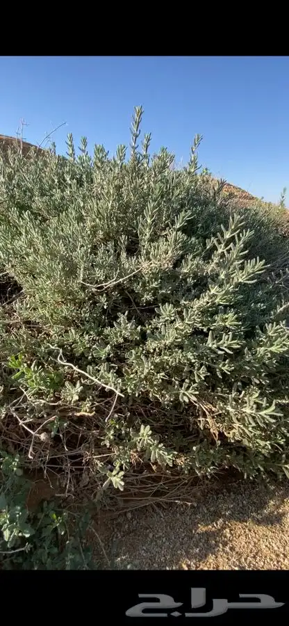بذور الجعد البري للبيع 4