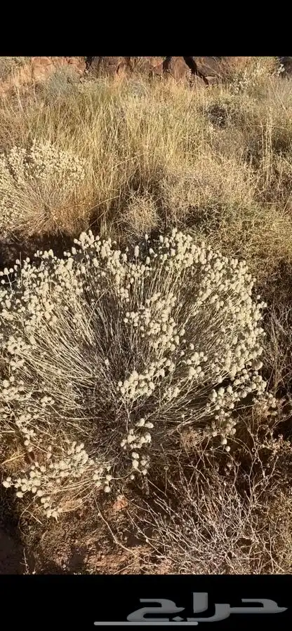 بذور الجعد البري للبيع 2